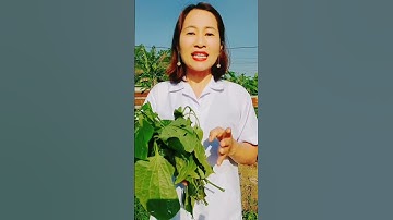 Công dụng của lá lốt #shorts #thanhdongvlog