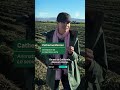 Californie : que deviendront les travailleurs agricoles sans papiers?