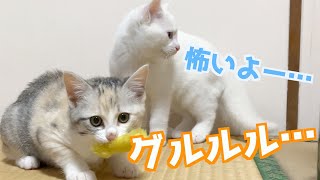 かわいい子猫たちの野生の本能を目覚めさせてしまいました… by 捨て猫姉弟ハナとユキ 16,847 views 1 year ago 8 minutes, 9 seconds