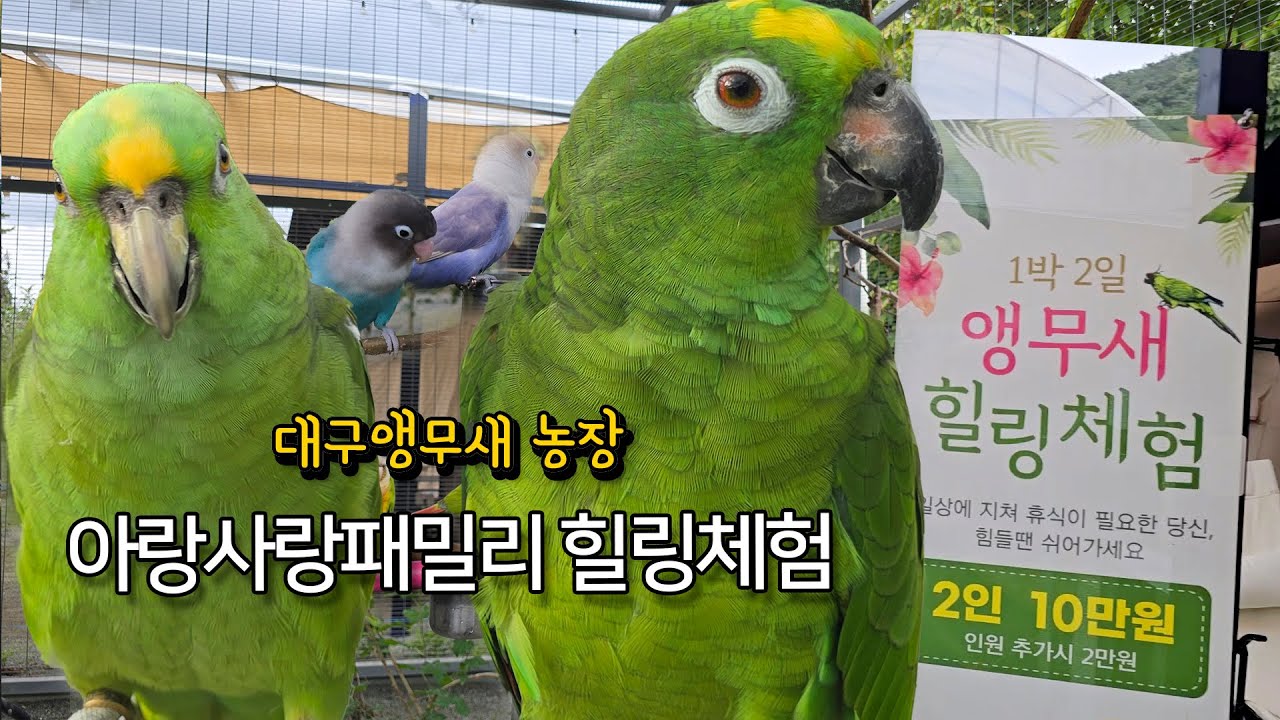 아랑사랑 패밀리 1박2일 힐링체험/ 대구앵무새농장방문이야기 /8마리 앵무새 총 출동