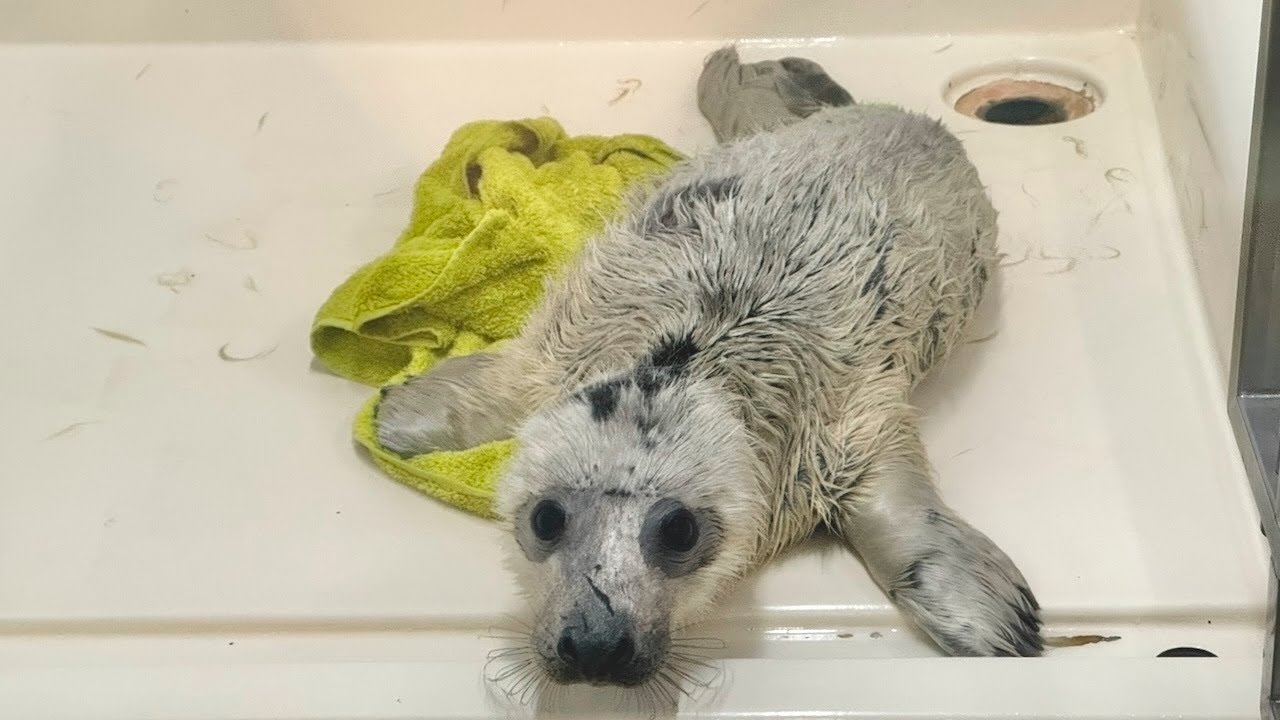 Three Grey Seal pups - ３頭のハイイロアザラシたち