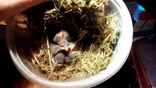 found 2 baby house sparrows in driveway