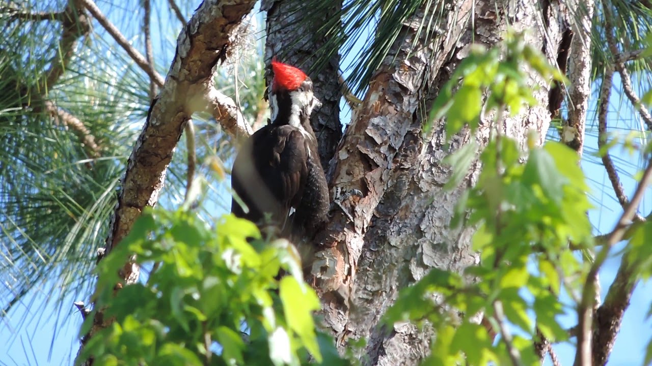 Uninteresting Pileated Woodpecker 