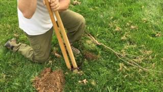 Arbor Day foundation white oak trees planting