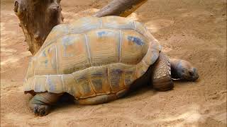 Kraantje pappie Pompen schildpad