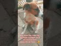 #youtubeshorts #petsfofinhos #fofurinhasdali #petlover #cachorrosdivertidos #cachorro #likesforlike