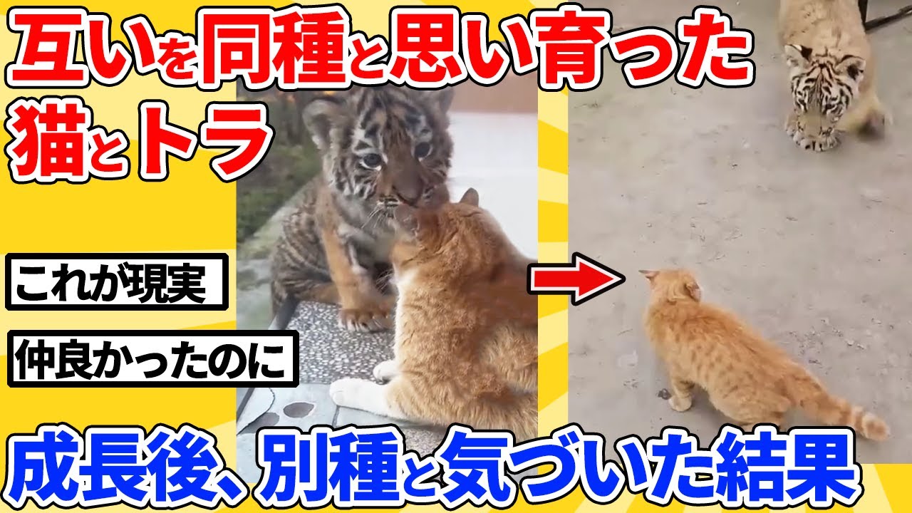 【2ch動物スレ】お互いを同種だと思って育った仲良しの猫とトラ→成長後、実は別種だと気付いた結果
