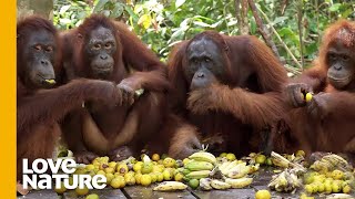 Shy Orangutan Shares Fruit with Friends | Love Nature