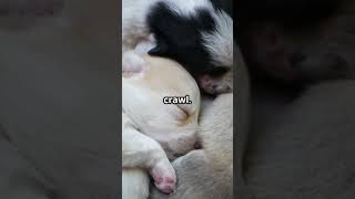 Dog Science Series Newborn Puppies Are Blind, Deaf And Already Crawling? Wild But True