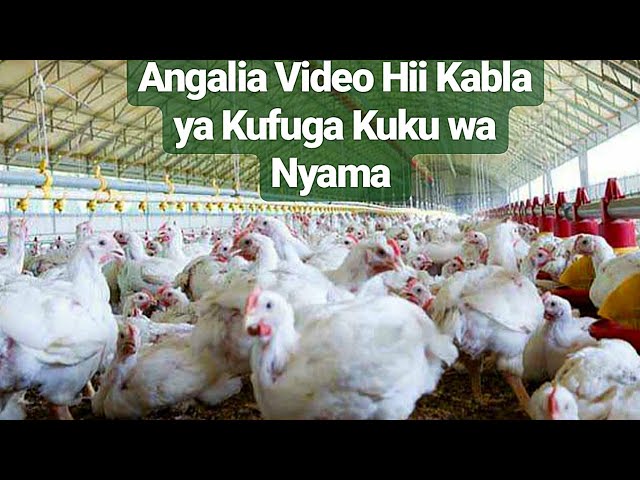 UFUGAJI WA KUKU WA NYAMA WA KISASA - BROILER class=