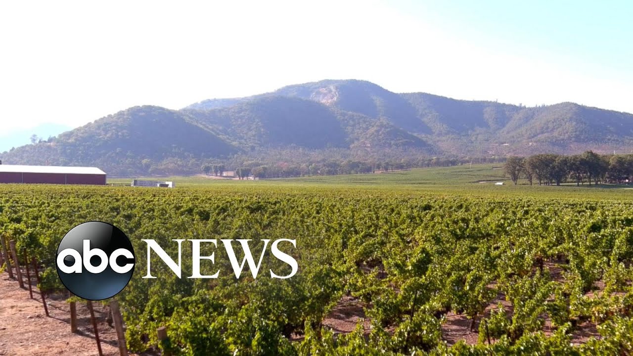 'It's heartbreaking': Inside the unintended consequences of marijuana farming