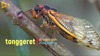 DownloadSound effect gratis suara tonggeret, burung pelatuk, dan pohon tumbang MP3 MP4 Sound effect gratis suara tonggeret, burung pelatuk, dan pohon tumbang