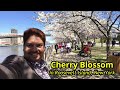 Cherry Blossom, Roosevelt Island, New York 2018