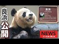 【速報】良浜🐼ついに中国で一般公開！成都・太陽産房で元気な姿✨