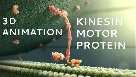 Kinesin Motor Protein 3D Animation (with Labels)