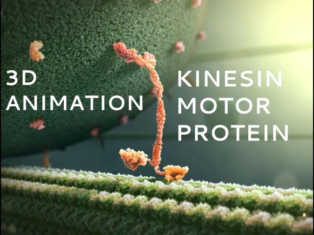 Watch Kinesin Motor Protein 3D Animation (with Labels) on YouTube Watch Kinesin Motor Protein 3D Animation (with Labels) on YouTube