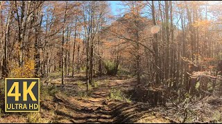 Fresh Autumn Mountain Pathway Nature Walk 4K (With Ambient Nature Sounds And Music)