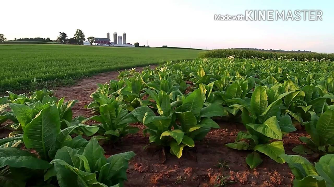 Topping tobacco: Beginning of the harvest (and some crop updates)