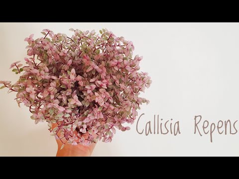 Video: Callisia: Beschrijving Van Callisia Kruipend, Kleinbladig En Sierlijk, Thuiszorg En Reproductie