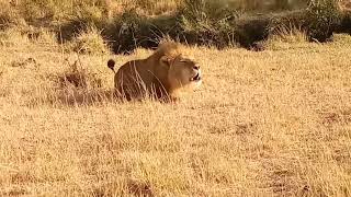 Male Lions Introducing Themselves In A New Territory