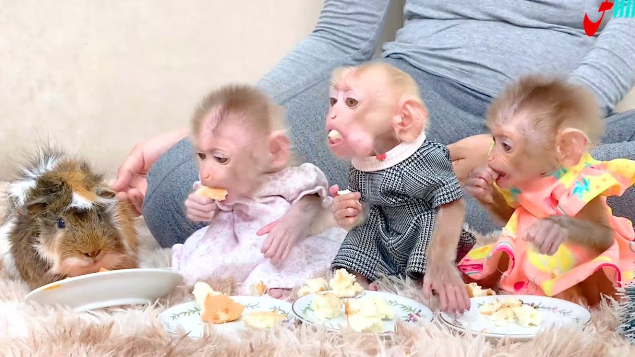 Look So Yummy! Lovely Baby Monkeys Eating Egg Cakes While Cute Guinea Pig Eating Carrot