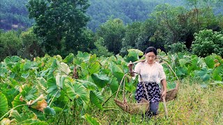 Rural Chinese cuisine 中国乡土美食 | 芋头不仅藏在地下的能吃，其杆子也是能吃的哦，腌成酸芋荷，炒个酸辣大肠，味道真不错～【乡愁沈丹 Shen Dan】