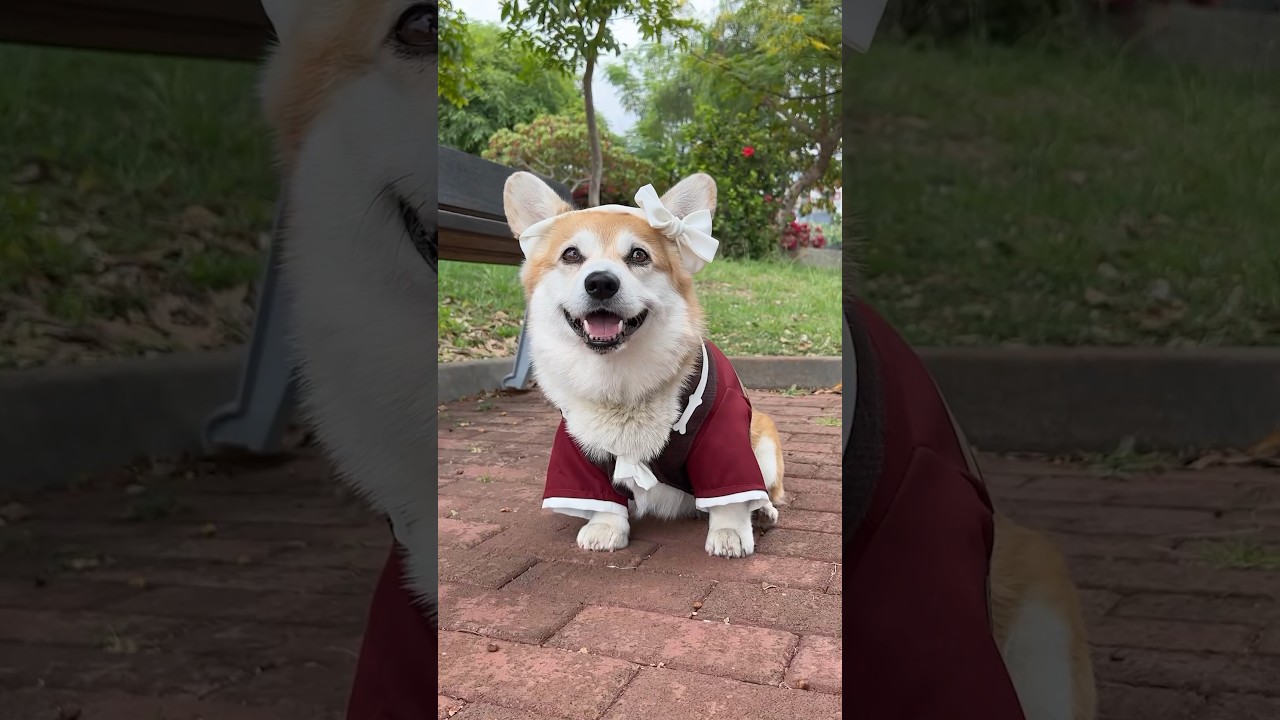 Self-made Genshin Impact Corgi Cosplay! 🐶❤️ #cosplay #genshinimpact