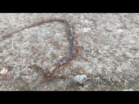 Thousand of ants move a dead snake.