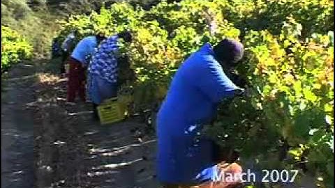 Jordan Winery - Noble Late Harvest