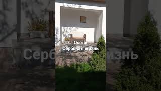 Сербская жизнь. #русскиевсербии #эмиграцияизроссии #жизньзаграницей
