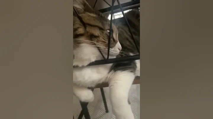 Video 11856561: funniest cats dogs funny, cute cats dogs funniest