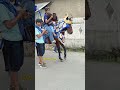 kuda renggong sabalad