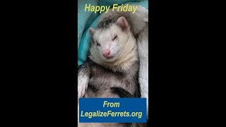 Five Dollar Ferret Friday - Oct 20th, 2023 #legalizeferrets by LegalizeFerrets.org 61 views 7 months ago 1 minute, 41 seconds