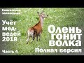 Олень гонит волка! Полная версия! Учет медведей 2018. Часть 4.