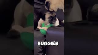 Pugs and Kisses #funnymemes