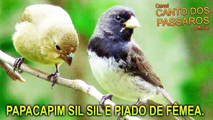 CANTO DO PAPA CAPIM VEZEIRO LIMPO 🐤 🐤 🐥 🐥 