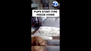 Dog owners: Watch this
