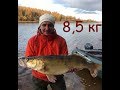 ОГРОМНЫЙ СУДАК!!8500 кг на Рыбинском водохранилище без эхолота