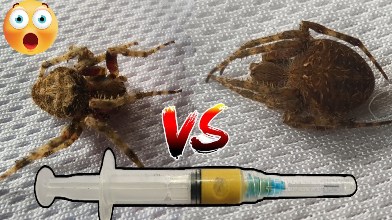 SARHENTONG PULA vS TIGRENG BROWN ‼️