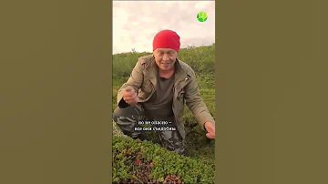 Что за ягода вороника?