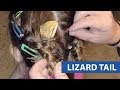 Lizard gets stuck in hair