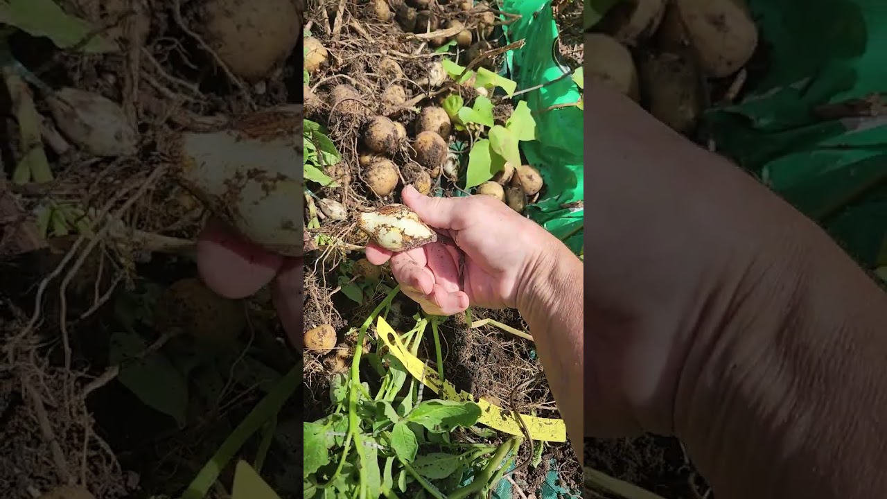 Growing Yukon Gold Potatoes - 2025-06-28