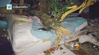 Tree Crashes Into House