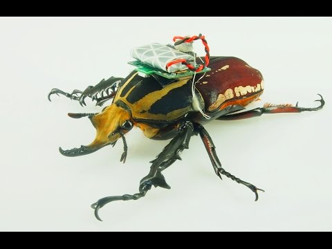 Remote-controlled beetle - Nanyang Technological University Singapore