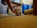 How to teach a pet rat to spin (four steps)