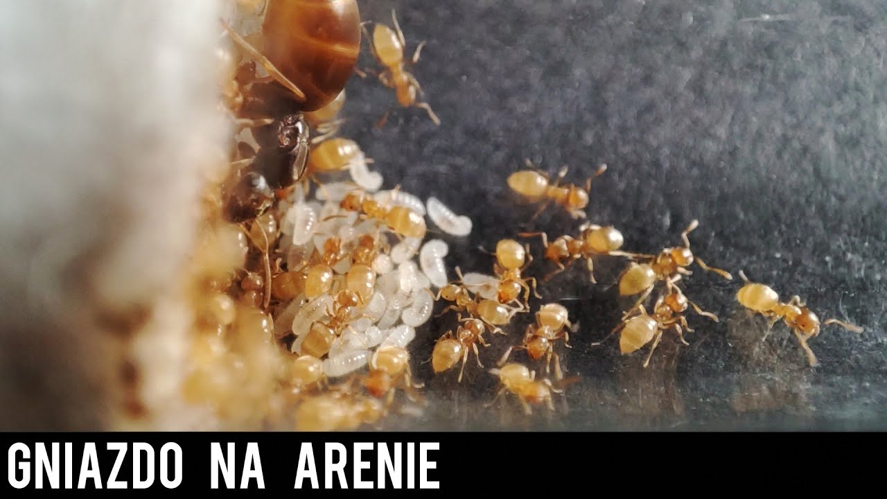 Gniazdo na arenie?🤔-Lasius, Myrmica i Paradoxa