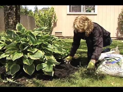 Using Compost to Top Dress a Hosta and Other Landscaping - YouTube