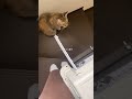実家から自宅へ帰りたくない猫 #cat # #猫