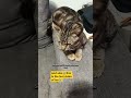 the last video of Ice that we can watch 😭😭😭🙏#cat #kitten #cute #shorts