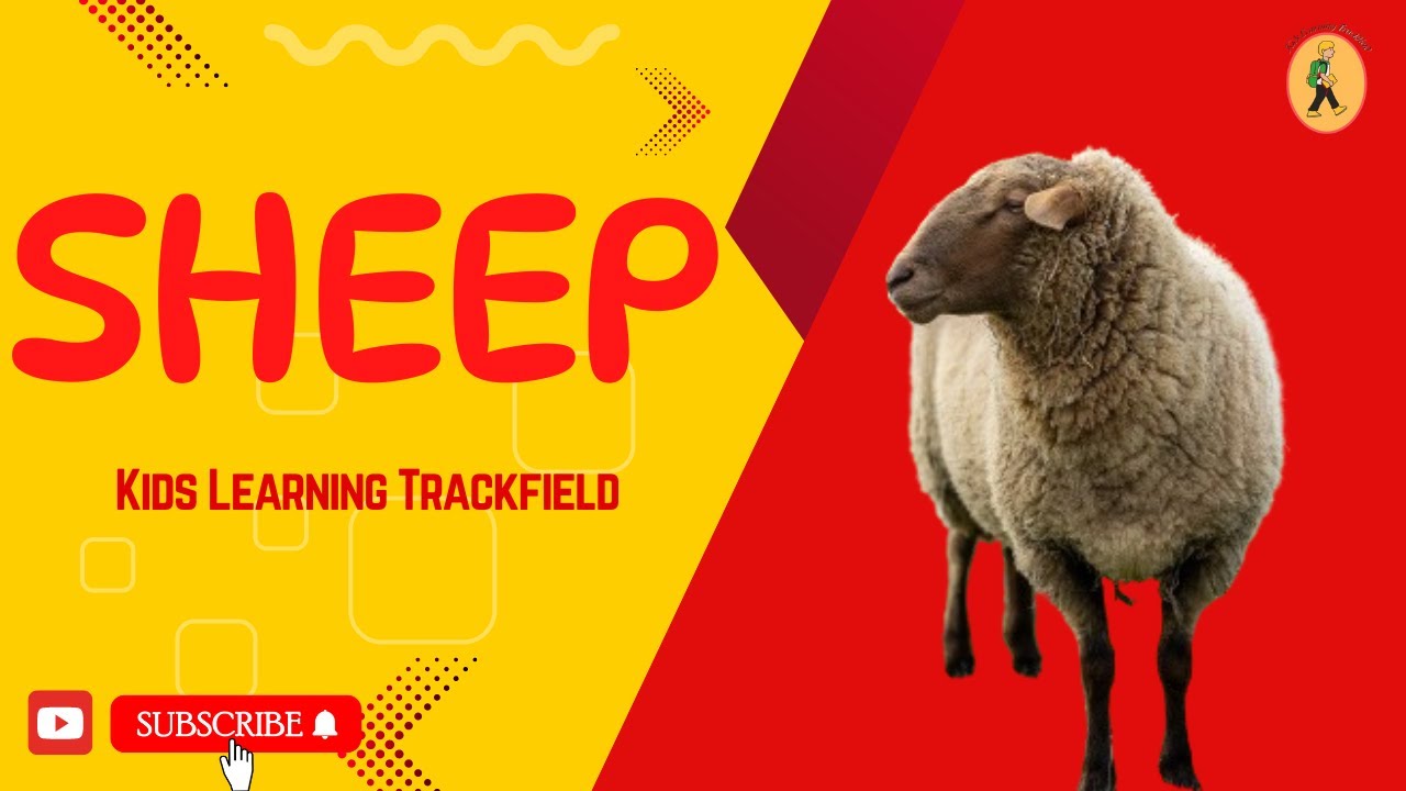 Sheep - YouTube
